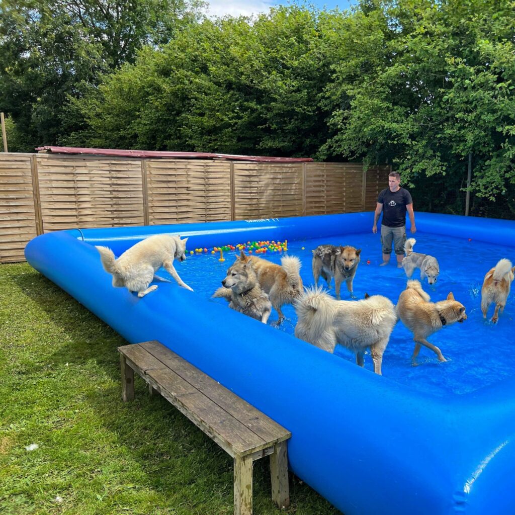 piscine pour chien xxl canidéfit