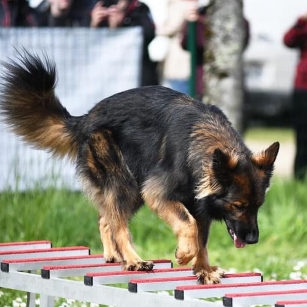 parcours canin canidéfit