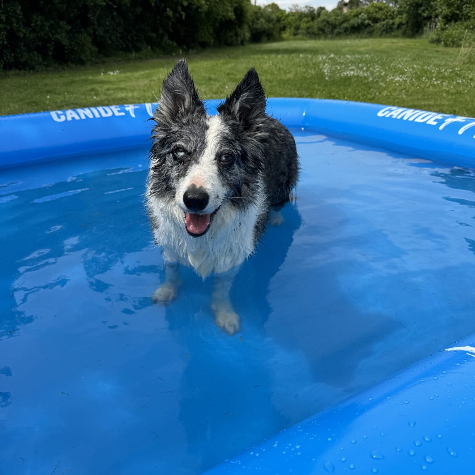 piscine pour chien carrée Canidéfit