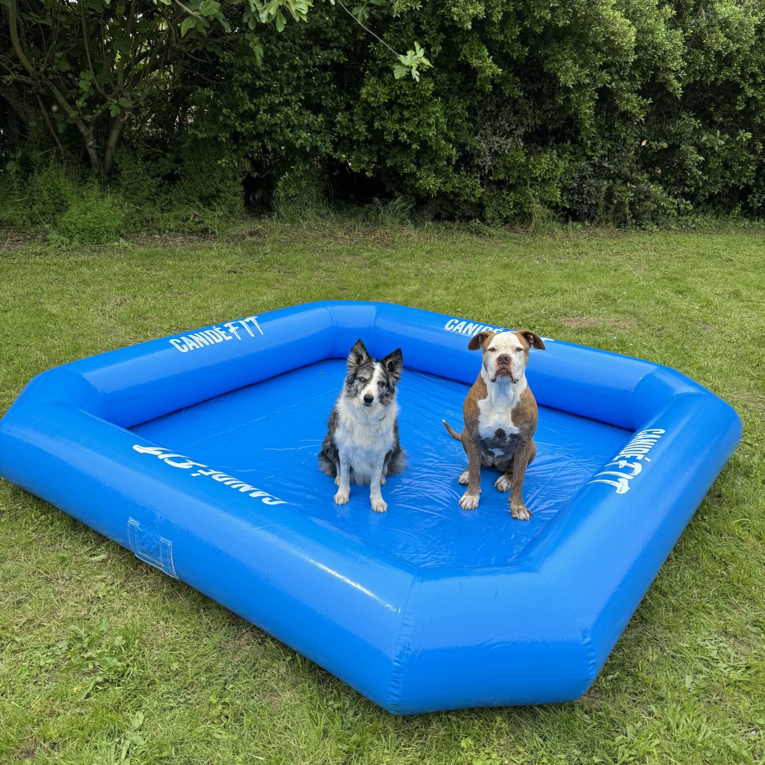 piscine pour chien carrée Canidéfit