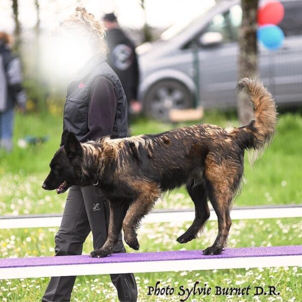 Pont mobile Canidéfit : obstacle d'agility