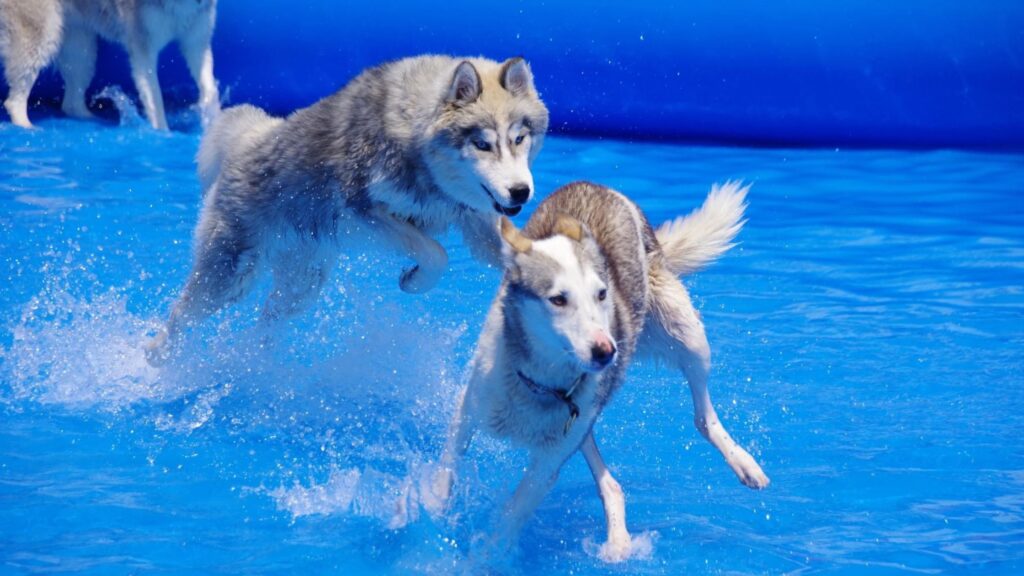 jeu d'eau pour chien dans piscine