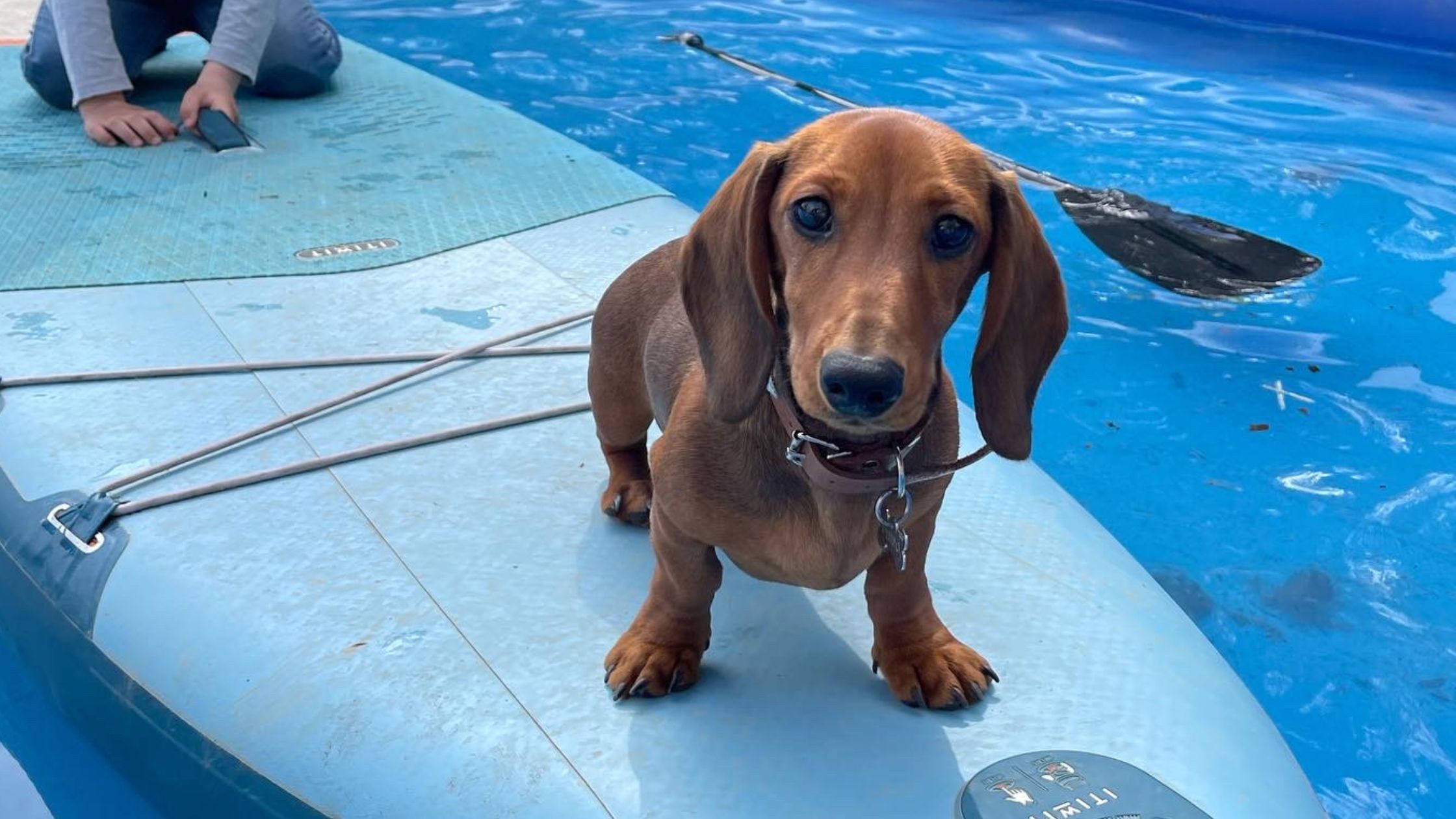 chien sur paddle dans psicne pour chien