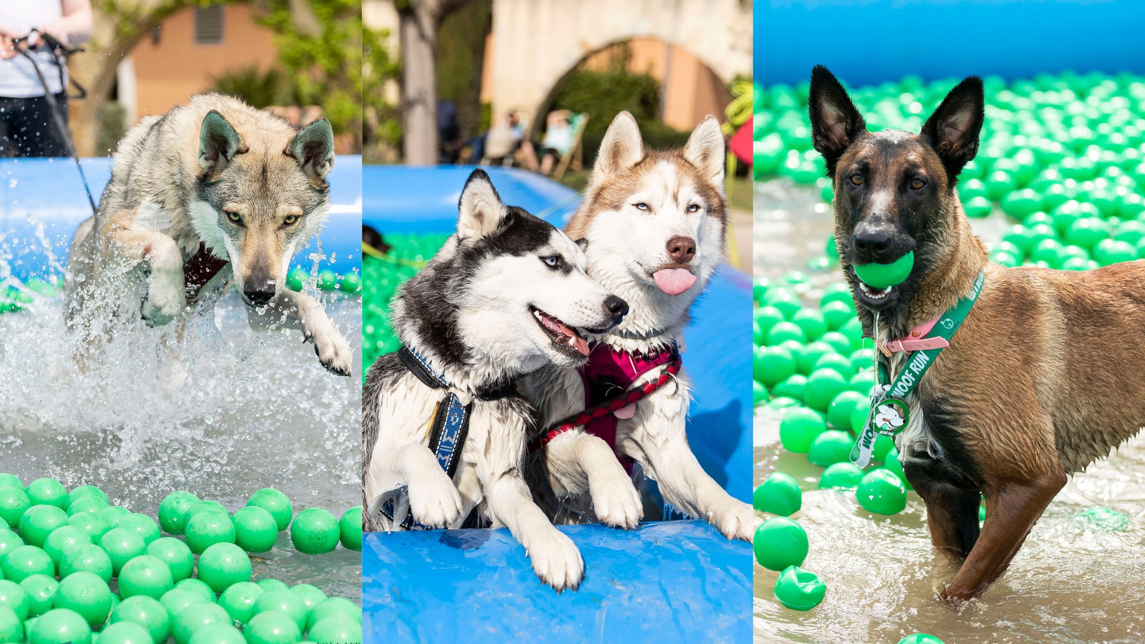 Montage de chiens dans des piscines canidéfit