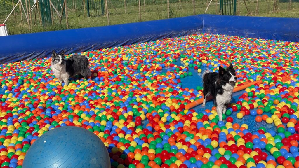 très grande piscine pour chien, idéale pour centre canin