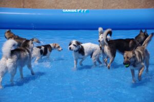 Chien dans un piscine après être passé par la rampe de piscine pour chien