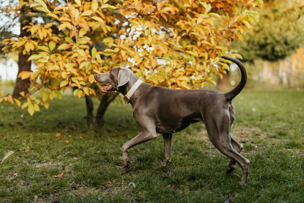 chien qui court - proprioception chien