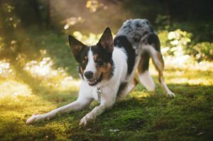 chien en mouvement - proprioception chien