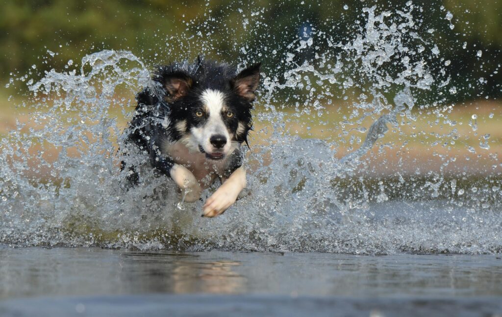 chien dans l'eau - proprioception chien