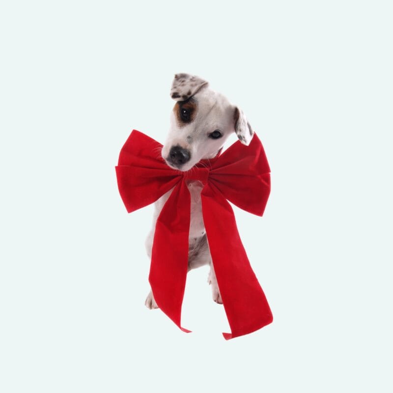 Carte cadeau Canidéfit