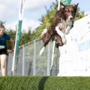 chien pratiquant dog diving