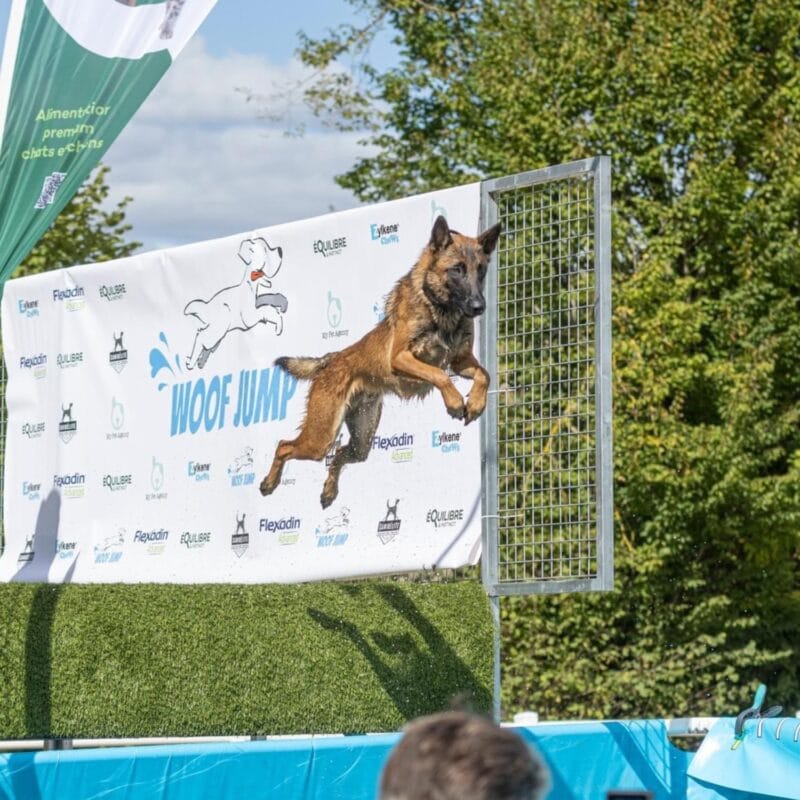 Structure de Dock Diving complète