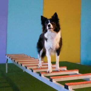 Plate-forme swing pour chiots