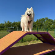 Palissade avec plateau - Gamme parcours santé - Canidefit : Vue avec chien
