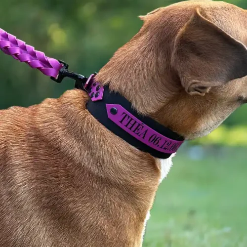 Collier chien 100% personnalisé