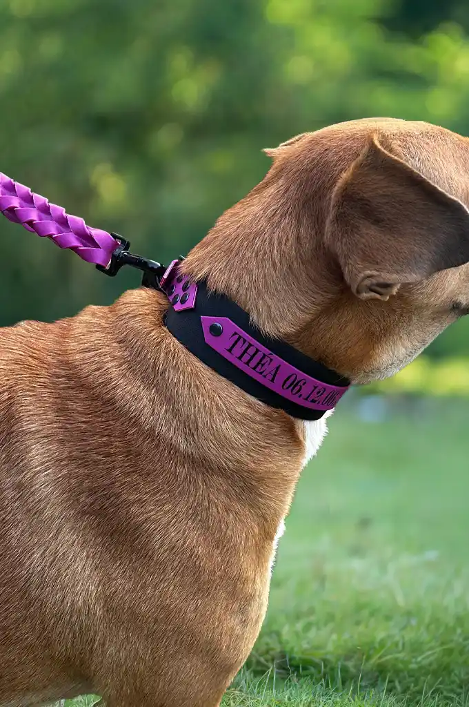ast_image_featured_3afe80858a619678e886 Collier chien 100% personnalisé